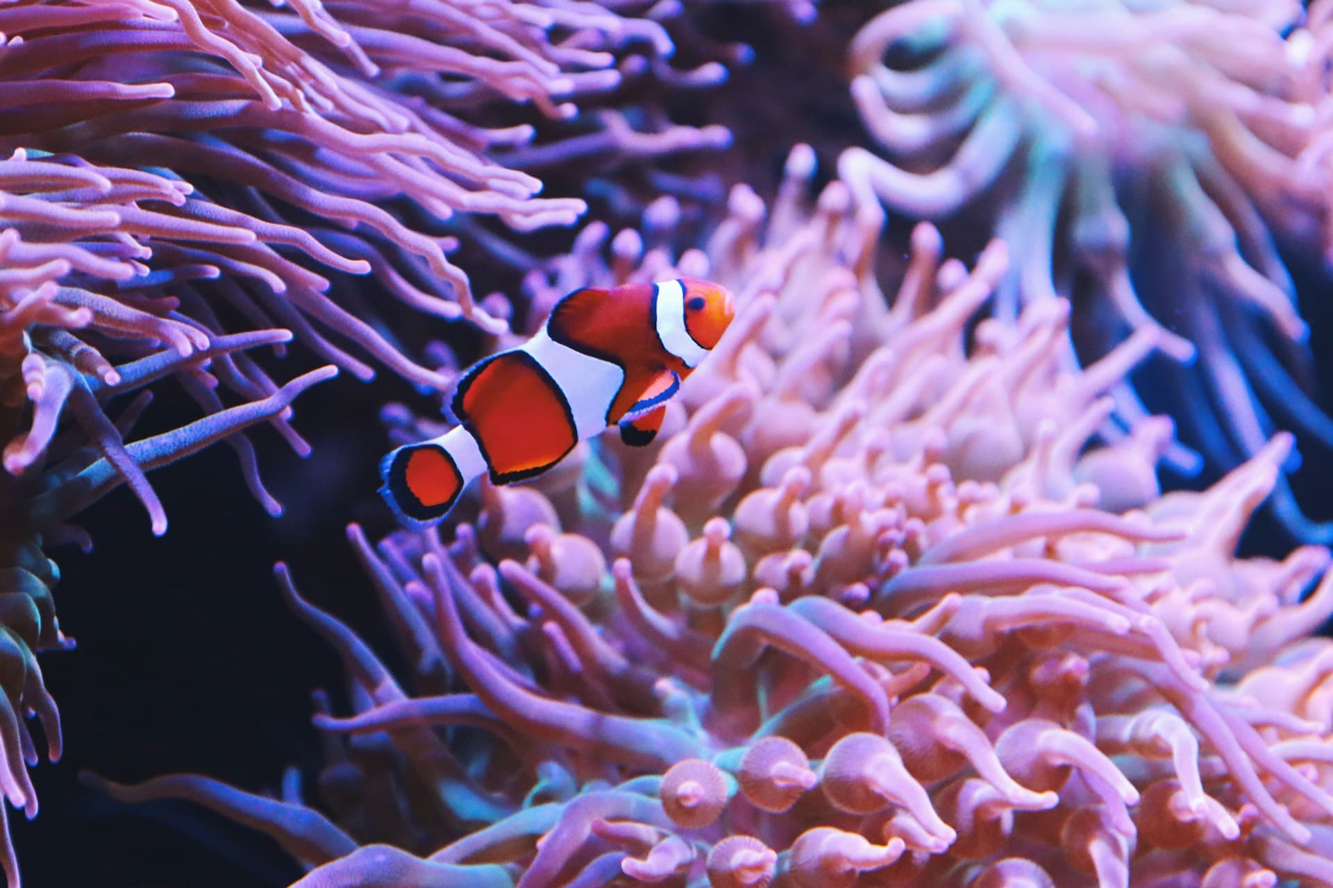Cover Image for Algorithms Explained: Finding Nemo (Binary Search)